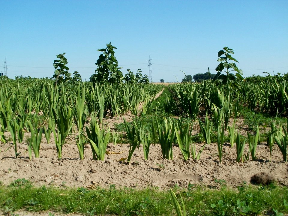 20110627Schnittblumenfeld_Reilingen4