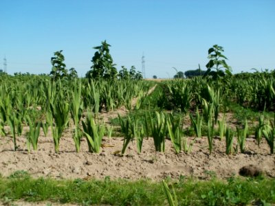20110627Schnittblumenfeld_Reilingen4