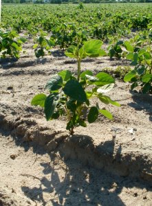 20110627Sojafeld_Reilingen4