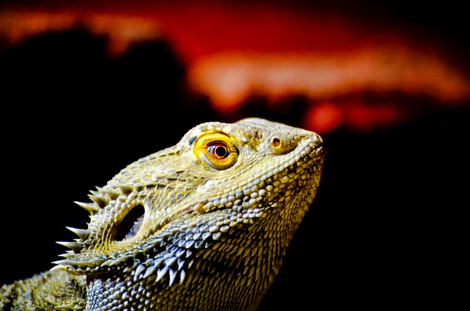 Animal reptile dragon
