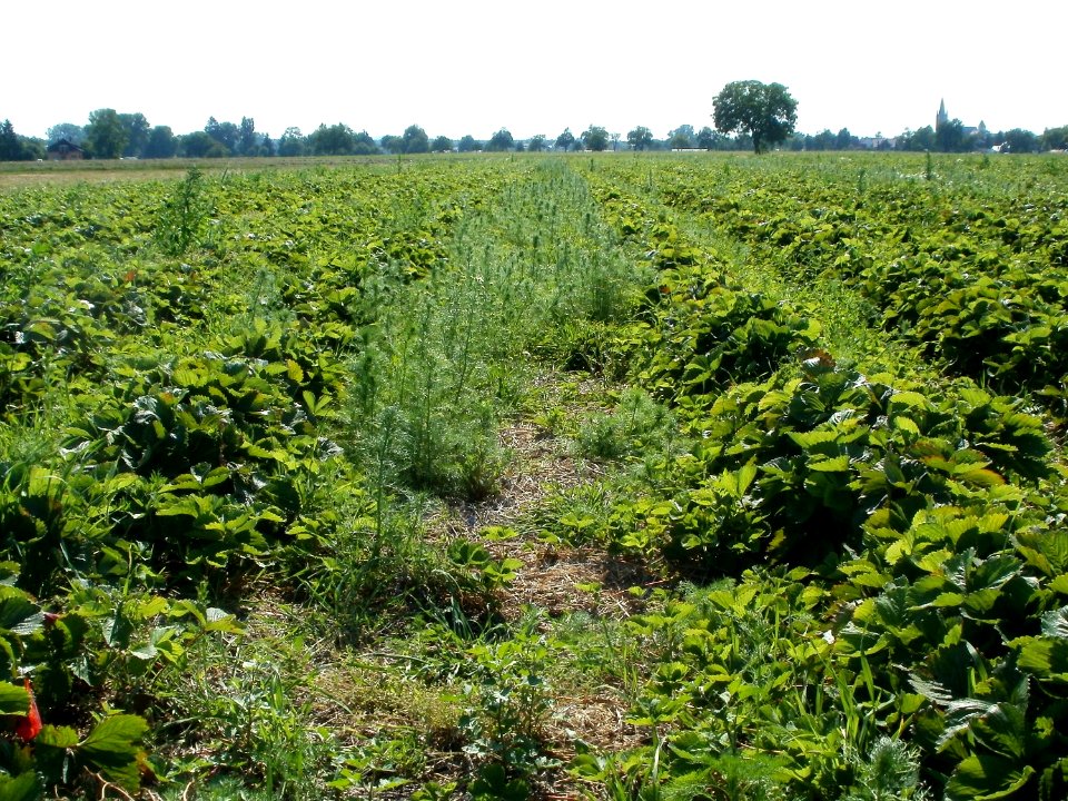20110627Erdbeerfeld_Reilingen07