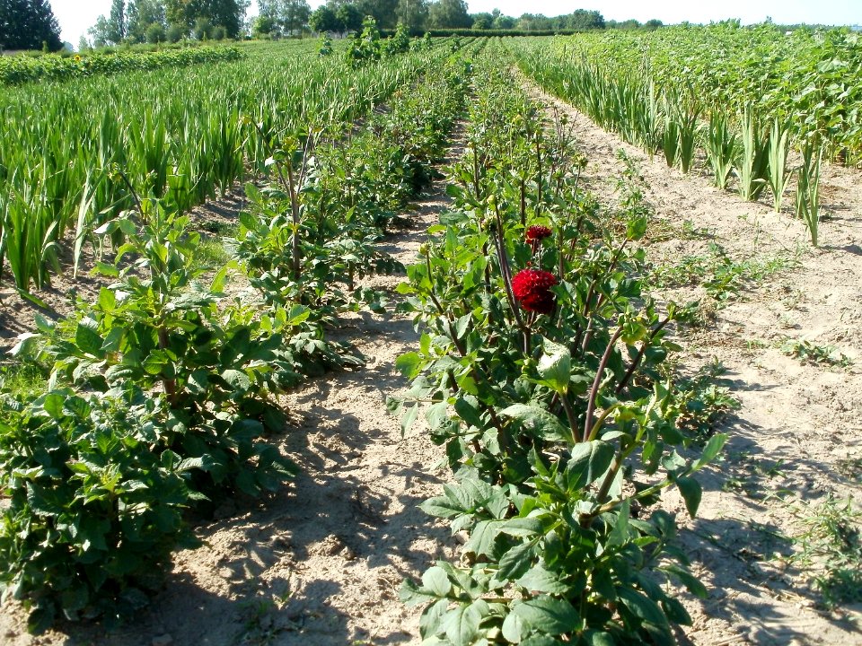 20110627Schnittblumenfeld_Reilingen2