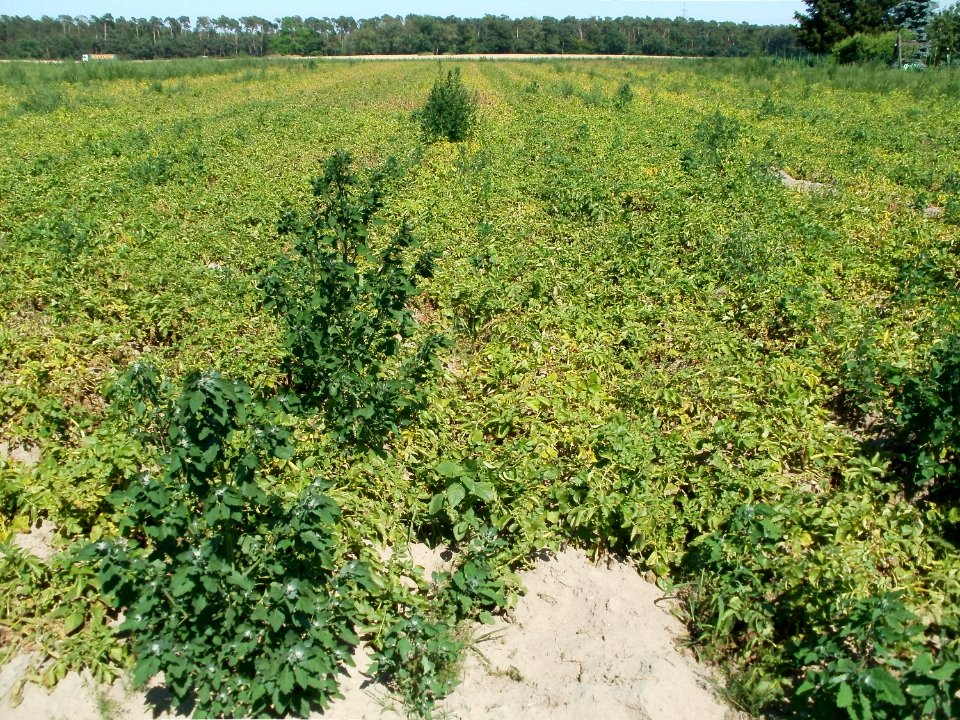 20110627Feld_Reilingen04