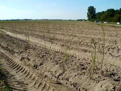 20110627Spargelfeld_Reilingen05