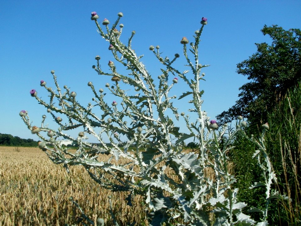 20110627Distel_Hockenheim2