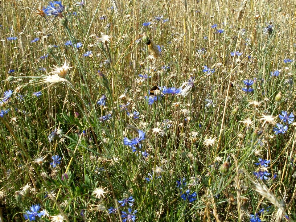 20110627Gerstenfeld_Reilingen_Hummel