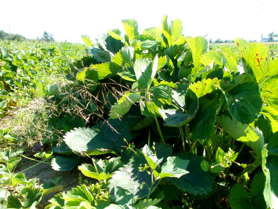 20110627Erdbeerfeld_Reilingen03