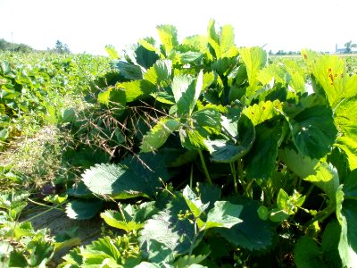 20110627Erdbeerfeld_Reilingen03