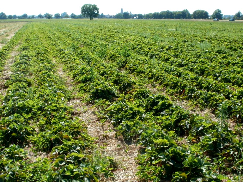20110627Erdbeerfeld_Reilingen05