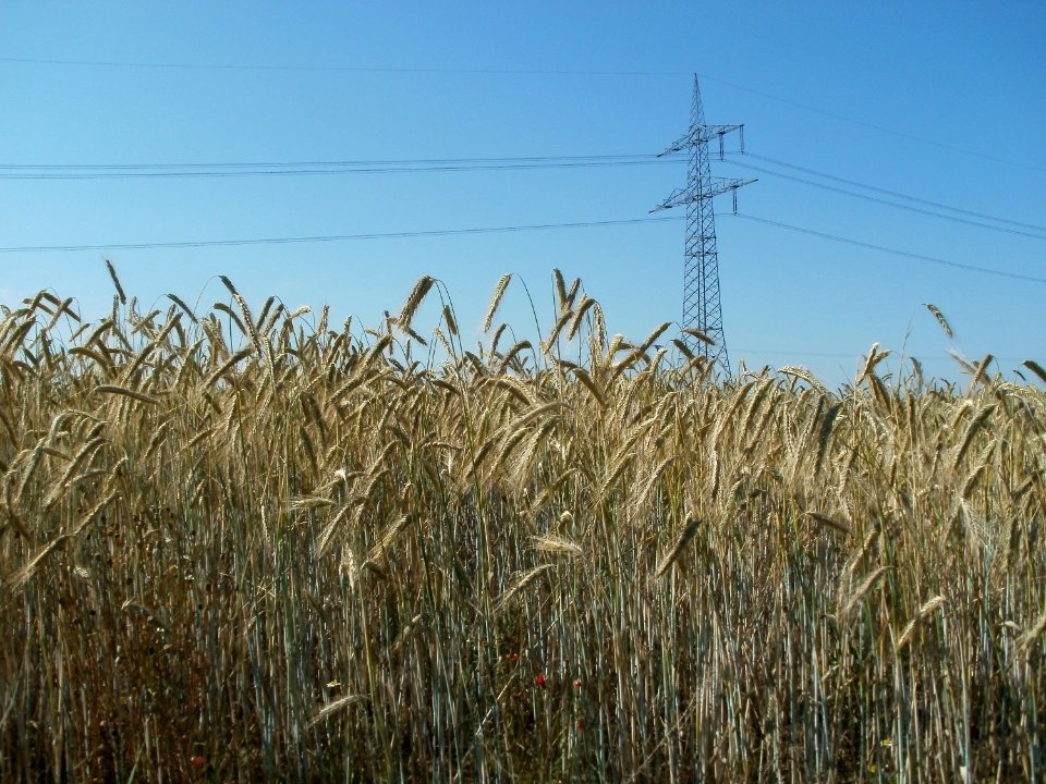 20110627Roggenfeld_Reilingen08
