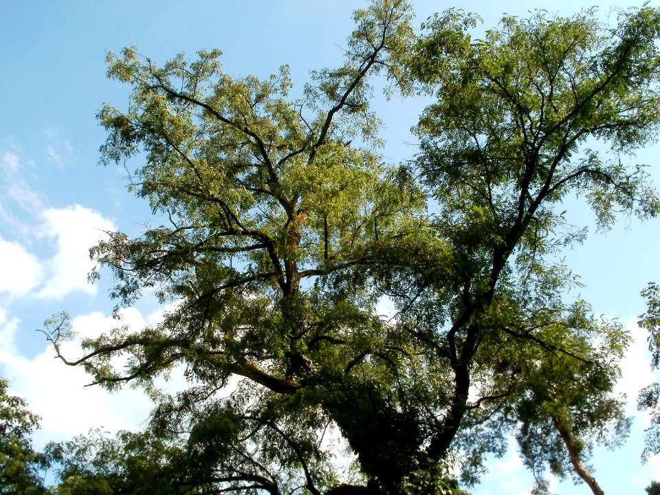 20110630Schwetzinger_Hart16
