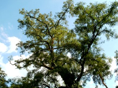 20110630Schwetzinger_Hart16