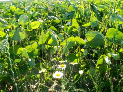 20110627Sojafeld_Reilingen2