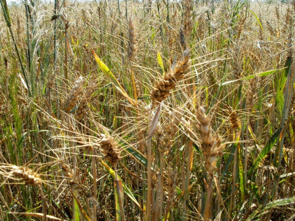 20110627Hartweizenfeld_Reilingen05