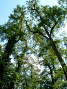 20110630Schwetzinger_Hart15