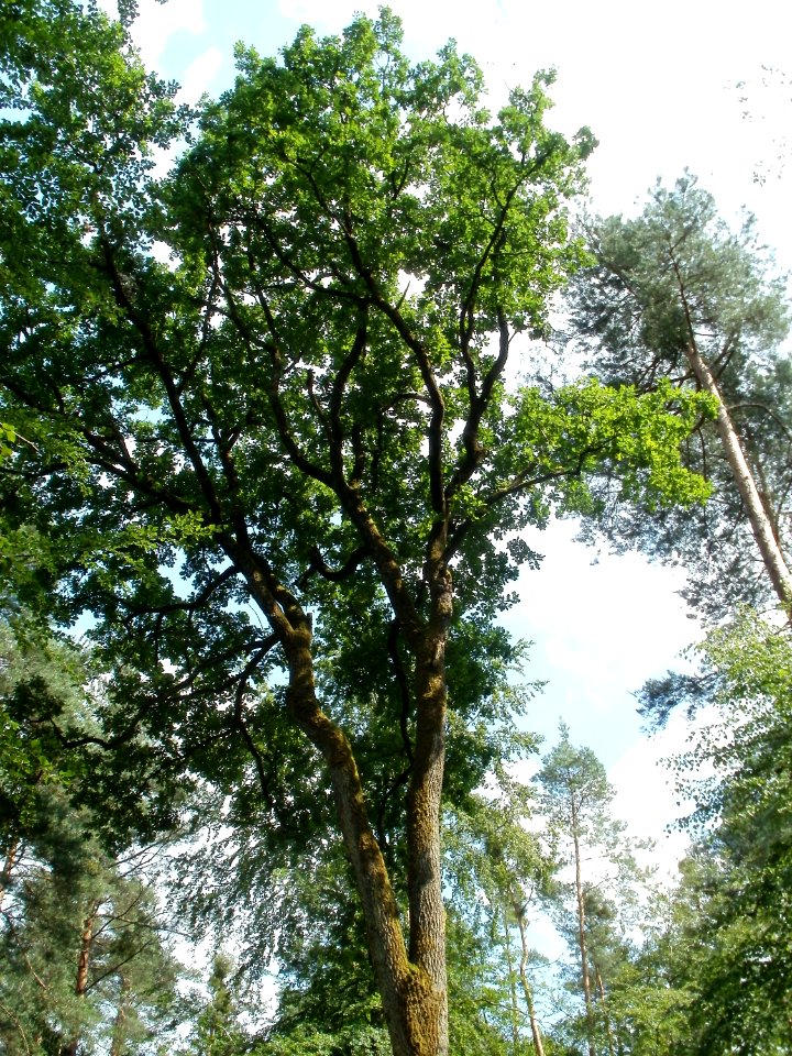 20110630Schwetzinger_Hart12