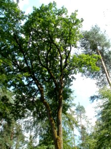 20110630Schwetzinger_Hart12