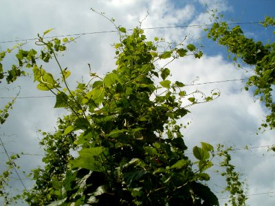 20110630Hopfenlehrpfad_Sandhausen07