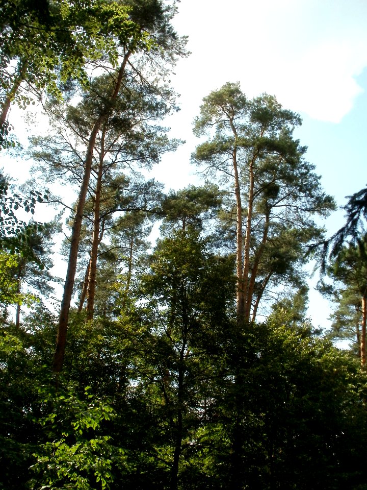 20110630Schwetzinger_Hart03
