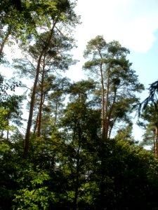 20110630Schwetzinger_Hart03