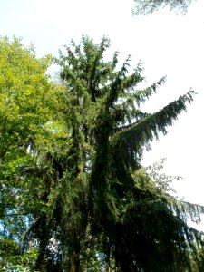 20110630Schwetzinger_Hart05