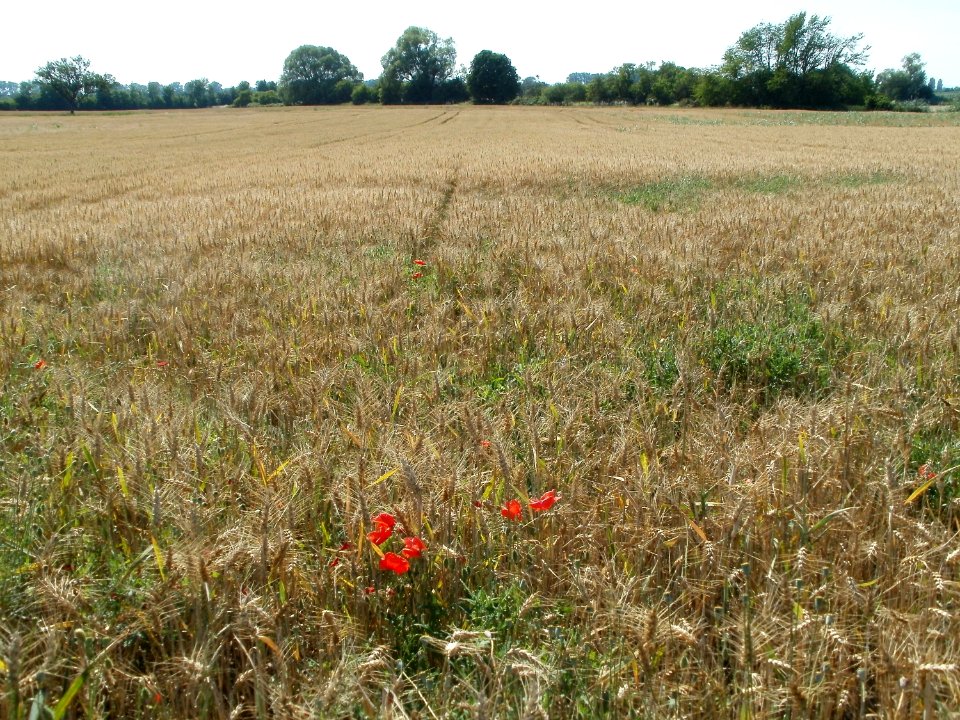 20110627Weizenfeld_Reilingen02