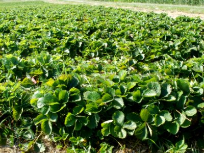 20110627Erdbeerfeld_Reilingen08