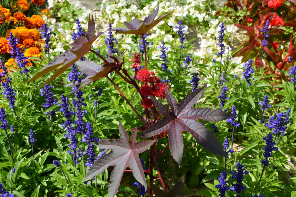 Garden nature plant