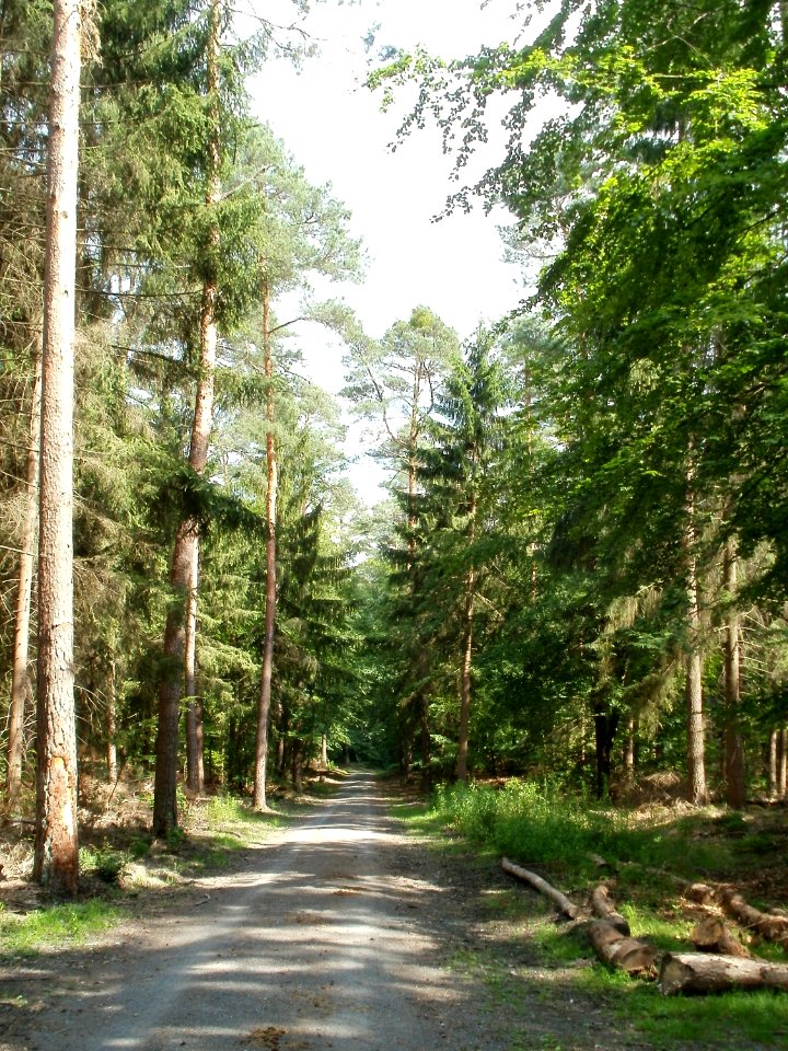 20110630Schwetzinger_Hart09