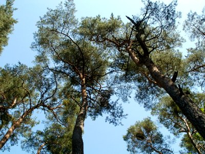 20110628Kiefern_Schwetzinger_Hardt2