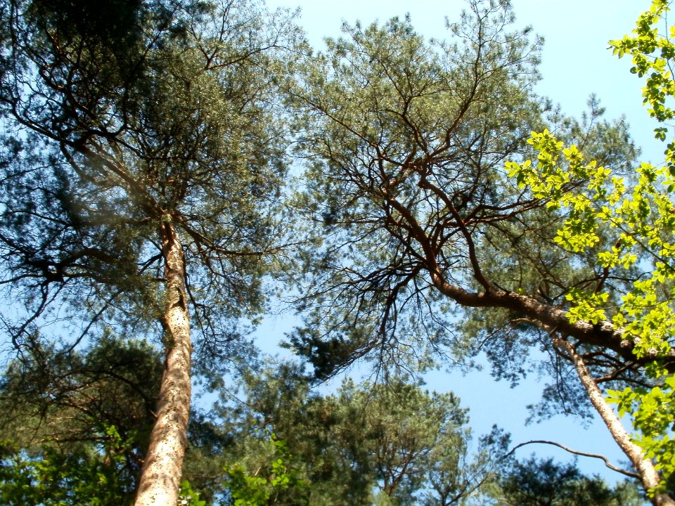 20110628Kiefern_Schwetzinger_Hardt5