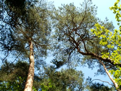 20110628Kiefern_Schwetzinger_Hardt5