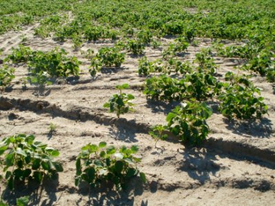 20110627Sojafeld_Reilingen3