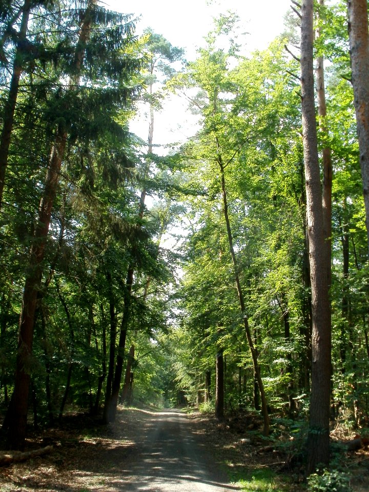 20110630Schwetzinger_Hart11