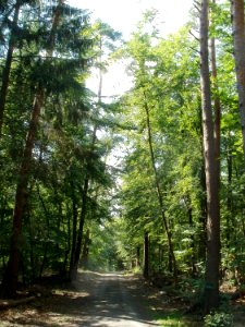 20110630Schwetzinger_Hart11