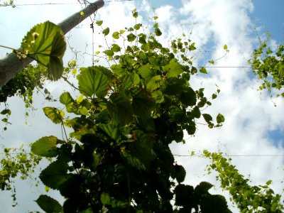 20110630Hopfenlehrpfad_Sandhausen08