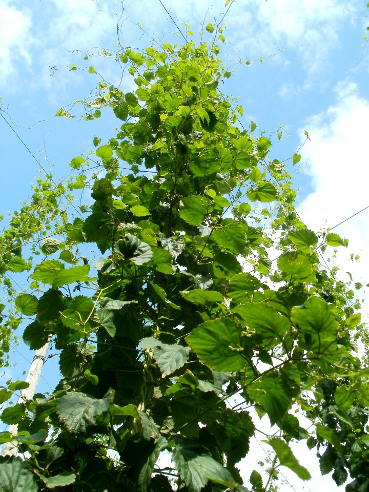 20110630Hopfenlehrpfad_Sandhausen04