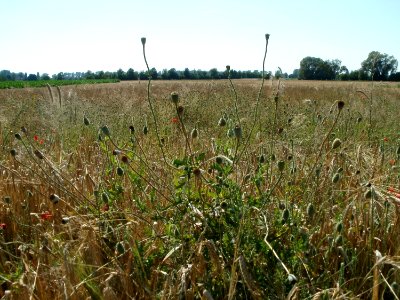 20110627Weizenfeld_Reilingen07