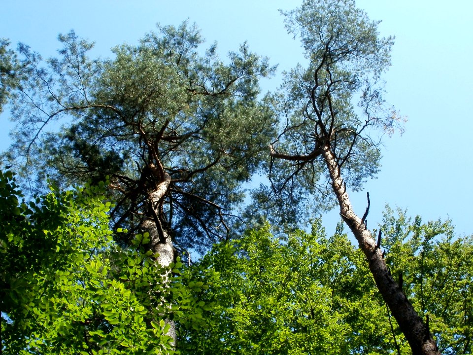 20110628Kiefern_Schwetzinger_Hardt3