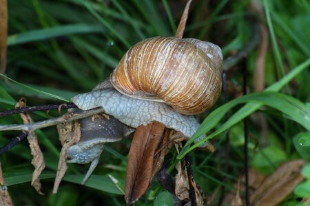 Grass conch green