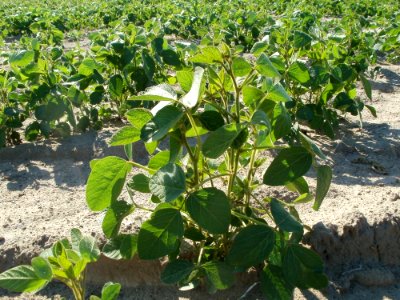 20110627Sojafeld_Reilingen5