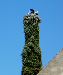 20110627Hockenheimer_Stoerche2