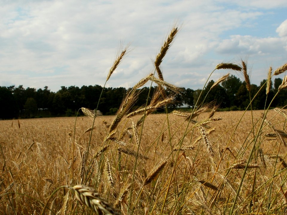 20110630Roggenfeld_Oftersheim3