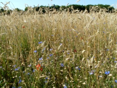 20110627Feld_Reilingen05 photo