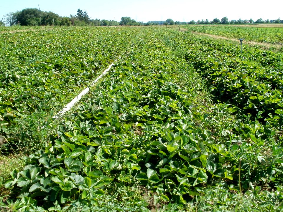20110627Erdbeerfeld_Reilingen01