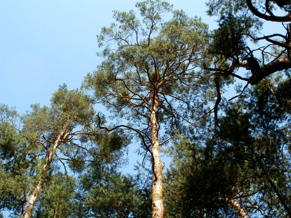 20110628Kiefern_Schwetzinger_Hardt4
