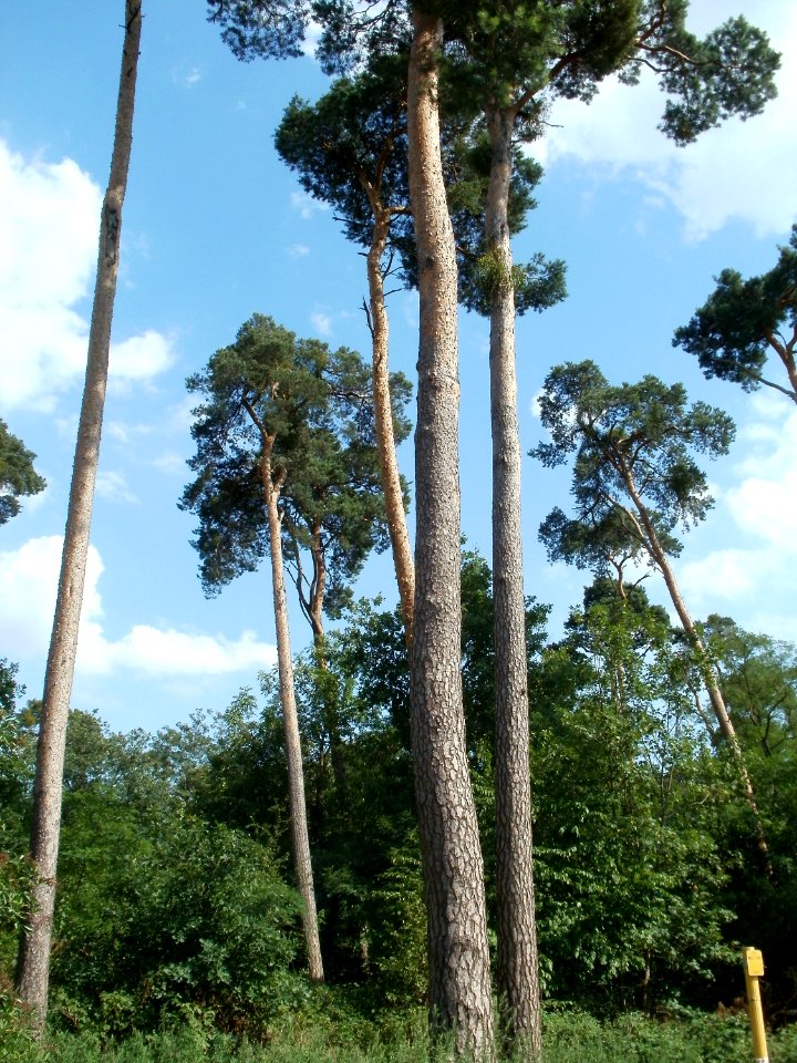 20110630Schwetzinger_Hart18