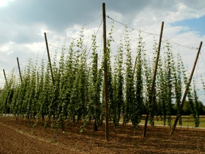 20110630Hopfenlehrpfad_Sandhausen06