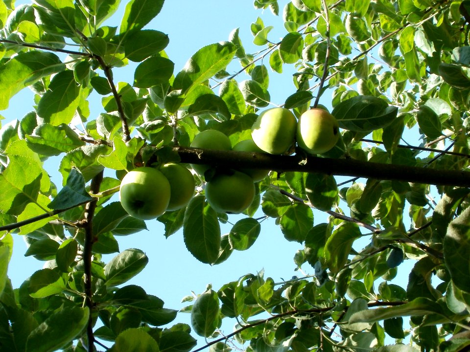 20110628Streuobstwiese_Ketsch3