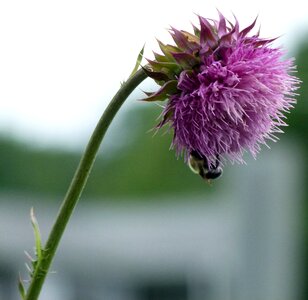 Thistle milk thistle insect photo